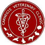 Carnegie Veterinary Clinic - Gold Coast Vets 0