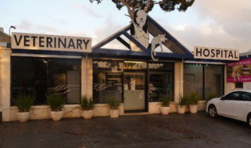 Central Veterinary Hospital Sandringham - Gold Coast Vets 0