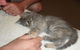 Kensington Veterinary Clinic - thumb 1