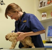 Marion Small Animal Hospital - Gold Coast Vets