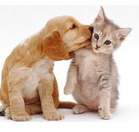 Aldgate Veterinary Clinic - Gold Coast Vets