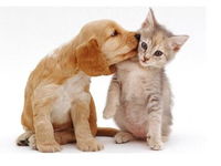 Book Aldgate Accommodation Vacations Gold Coast Vets Gold Coast Vets