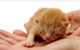 Newton Veterinary Clinic - thumb 1
