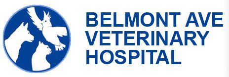 Belmont Avenue Veterinary Hospital - Gold Coast Vets 0