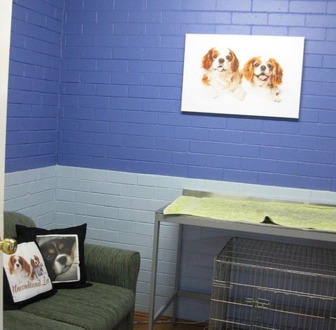 Cavalier Vet Practice - Gold Coast Vets 0