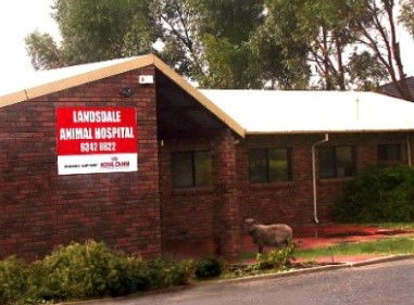 Landsdale Animal Hospital - Gold Coast Vets 1