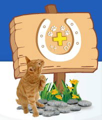 Midland Vet Hospital - Gold Coast Vets 0