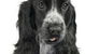 Jacobs Well Vet Surgery - thumb 0