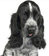 Jacobs Well Vet Surgery - Gold Coast Vets 0