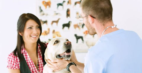 All Creatures Veterinary Centre - Gold Coast Vets 0