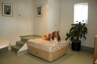 Buntine ACT Gold Coast Vets