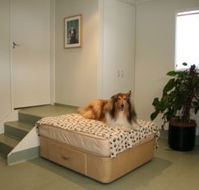 Holistic Paws - Gold Coast Vets