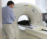 Animal Referral Hospital - Gold Coast Vets 1