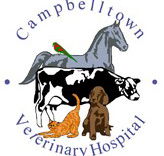 Campbelltown Veterinary Hospital - Gold Coast Vets