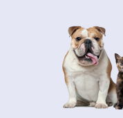 Strathbogie Veterinary Clinic - Gold Coast Vets