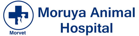 Moruya Animal Hospital - Gold Coast Vets 0