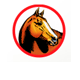 Equine Veterinary And Dental Services - Gold Coast Vets 0
