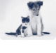 Bellingen Veterinary Hospital - Gold Coast Vets