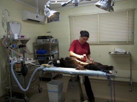 Mount Isa Veterinary Surgery - Gold Coast Vets 6