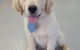 Mackay Veterinary Hospital - thumb 3