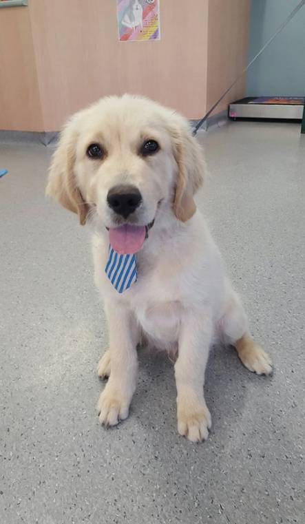 Mackay Veterinary Hospital - Gold Coast Vets 3