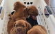 Mackay Veterinary Hospital - thumb 4