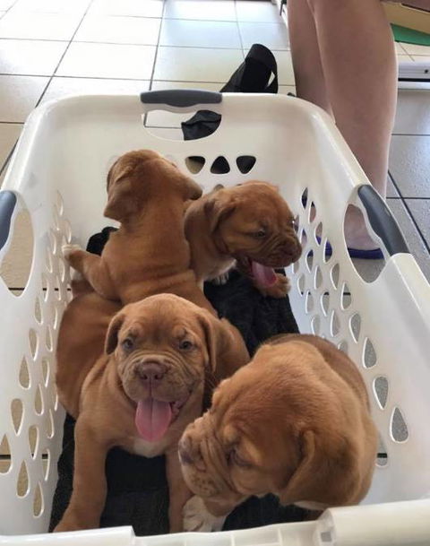 Mackay Veterinary Hospital - Gold Coast Vets 4