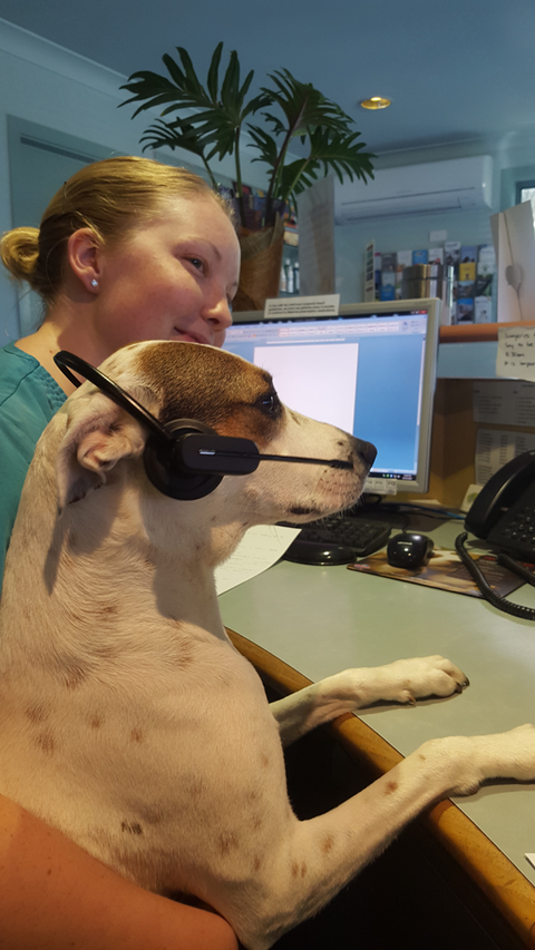 Ballina Veterinary Hospital - Gold Coast Vets 1