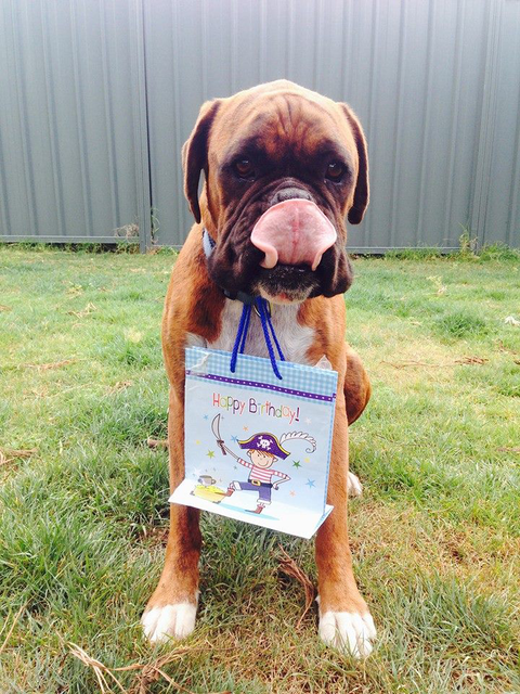 Ballina Veterinary Hospital - Gold Coast Vets 3