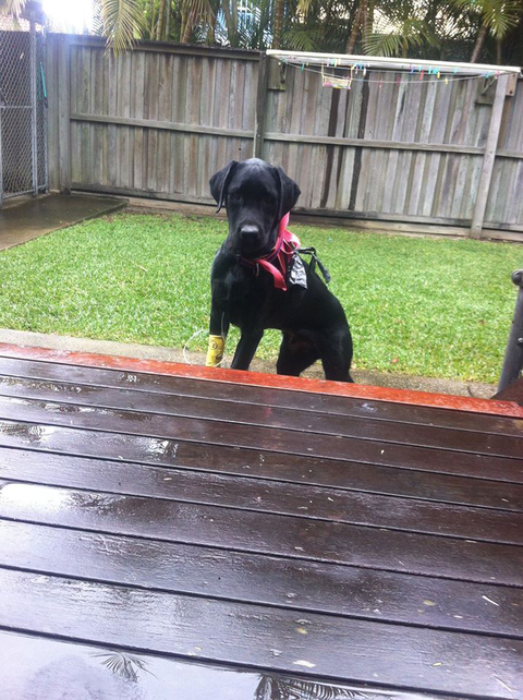 Ballina Veterinary Hospital - Gold Coast Vets 4