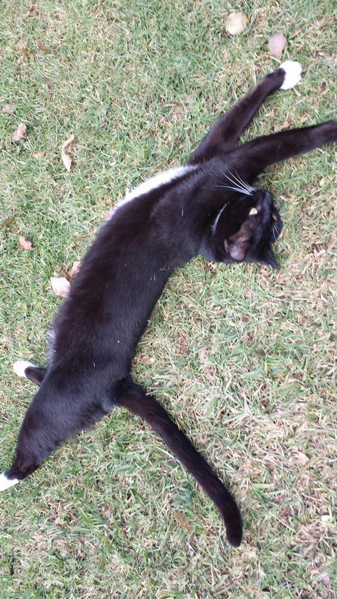 Ballina Veterinary Hospital - Gold Coast Vets 5