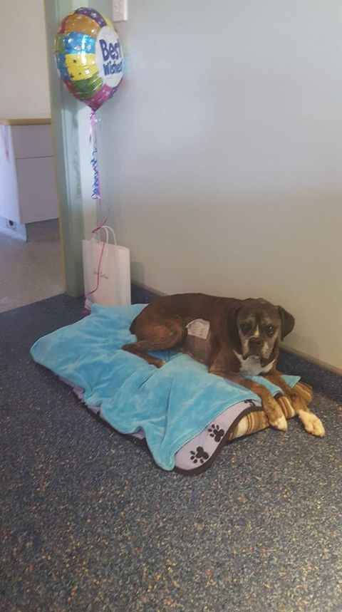 Ballina Veterinary Hospital - Gold Coast Vets 10