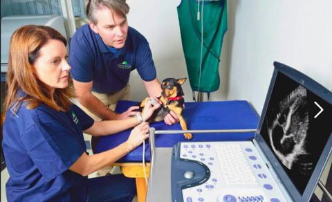 BONG BONG VETerinary Hospital - Gold Coast Vets 4