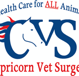 Capricorn Vet Surgery - Gold Coast Vets