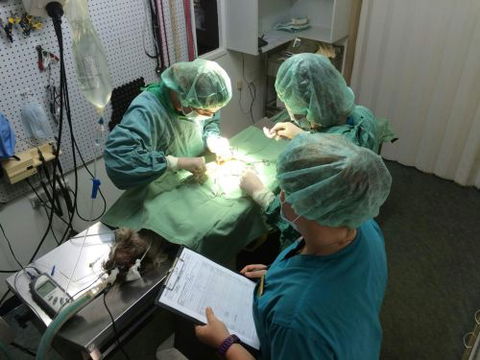 Central Veterinary Surgery - Gold Coast Vets 5