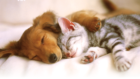 Coast And Valleys Veterinary Hospital - Gold Coast Vets 1