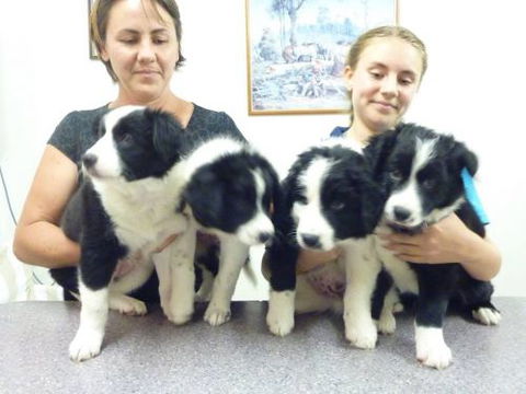 Cooroy Veterinary Surgery - Gold Coast Vets 3
