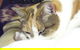 Cooroy Veterinary Surgery - thumb 7