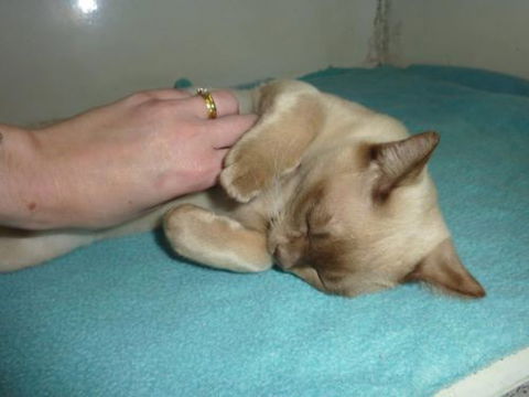 Cooroy Veterinary Surgery - Gold Coast Vets 8