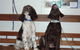 Cooroy Veterinary Surgery - thumb 11