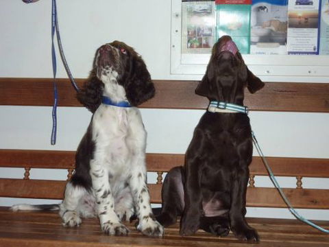 Cooroy Veterinary Surgery - Gold Coast Vets 11