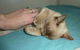 Cooroy Veterinary Surgery - thumb 15