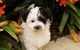 Dapto Veterinary Clinic - thumb 1