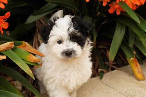 Dapto Veterinary Clinic - Gold Coast Vets 1