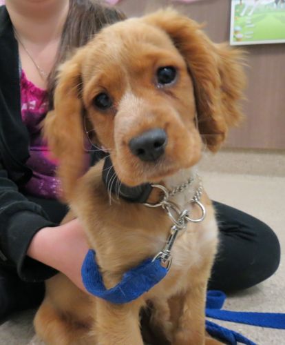 Dapto Veterinary Clinic - Gold Coast Vets 3
