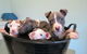 Dapto Veterinary Clinic - thumb 4