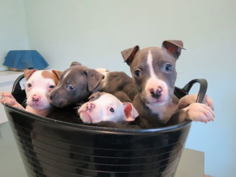 Dapto Veterinary Clinic - Gold Coast Vets 4
