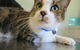 Dapto Veterinary Clinic - thumb 11