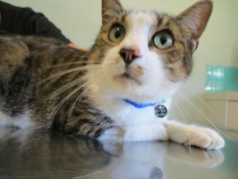 Dapto Veterinary Clinic - Gold Coast Vets 11