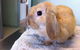 Dapto Veterinary Clinic - thumb 14